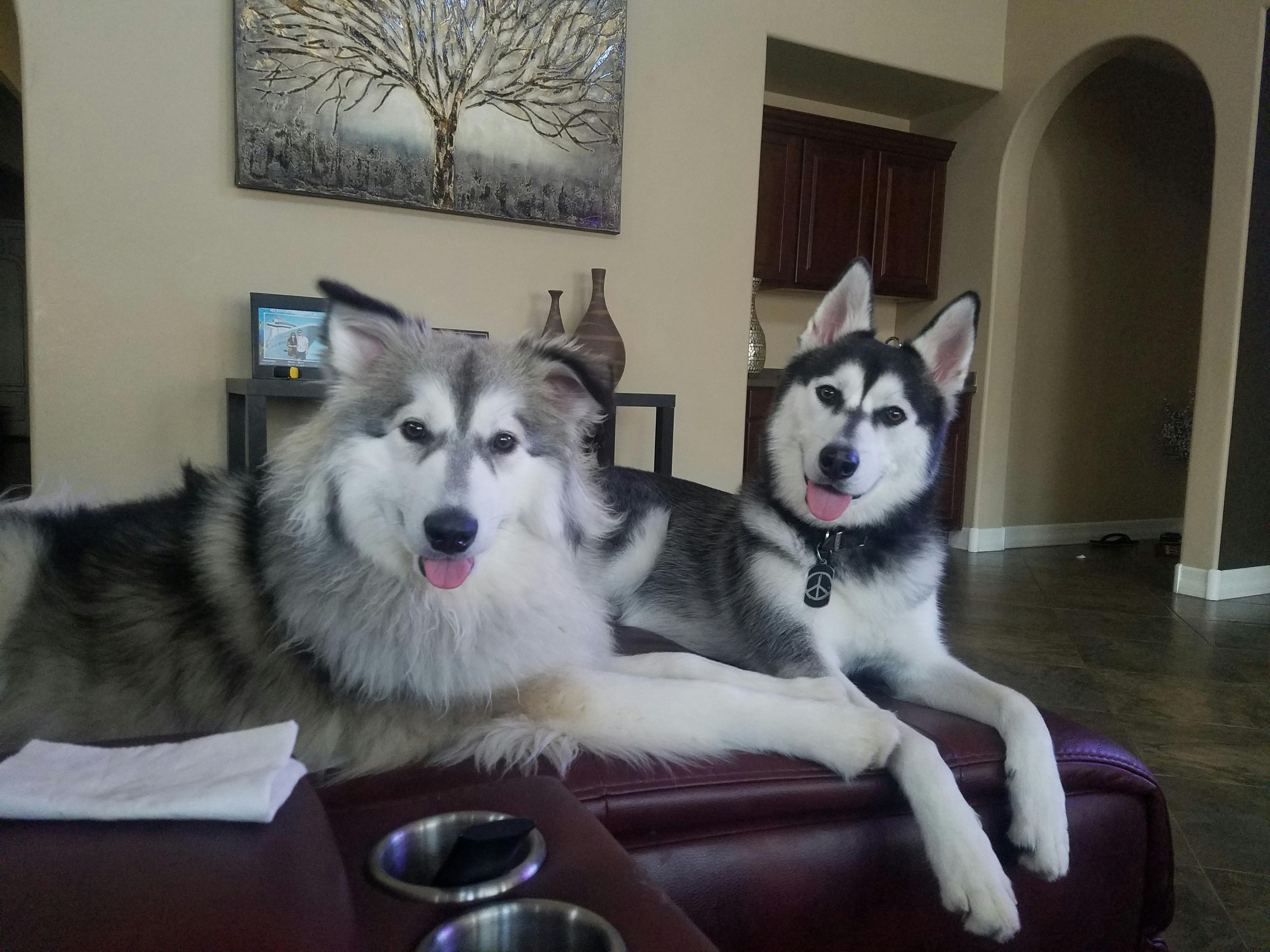 How To Train A Husky To Get Along With Other Dogs Wag