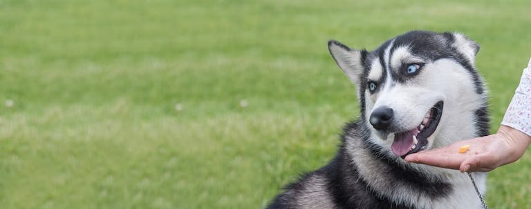 How to Train a Husky to Not Chew