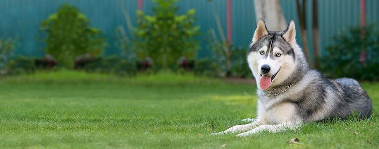 How to Train a Husky to Not Howl