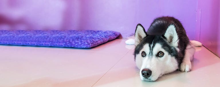 How to Train a Husky to Not Pee in the House