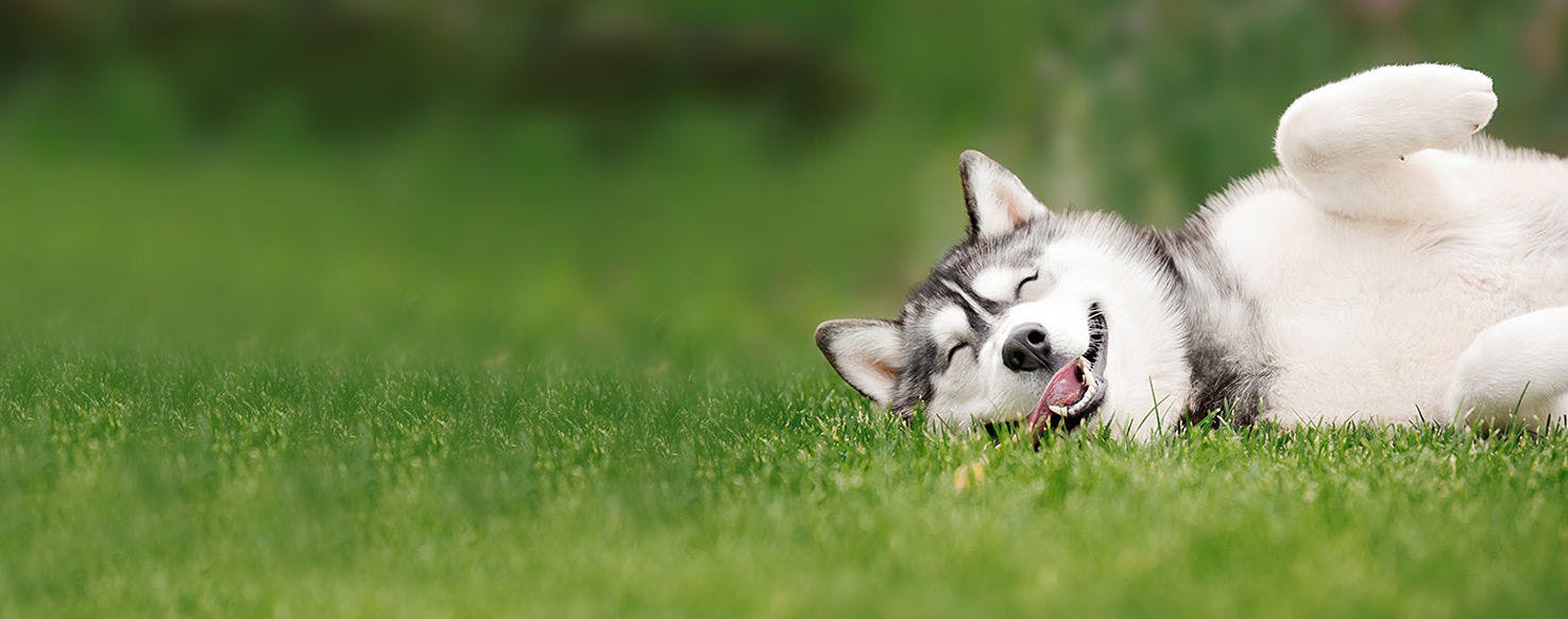 how to teach a husky to fetch