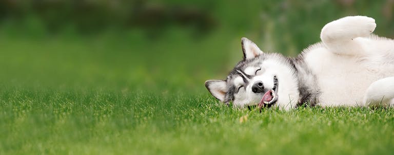 How to Train a Husky to Play Dead