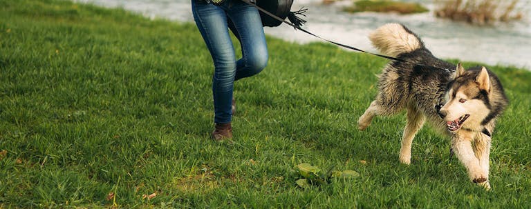 How to Train a Husky to Run with You