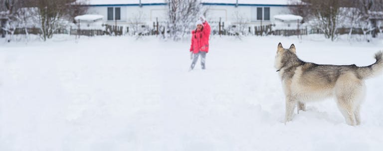 How to Train a Husky to Stay Outside