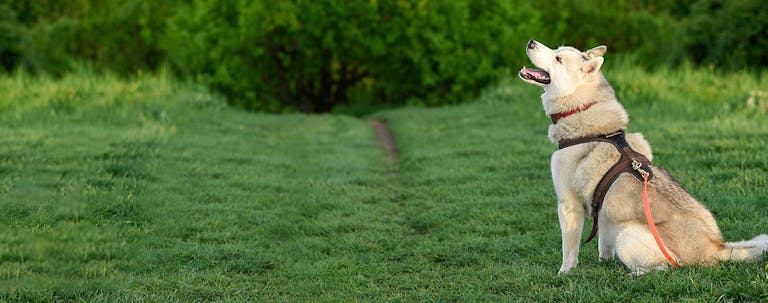 How to Train a Husky to Stop Barking