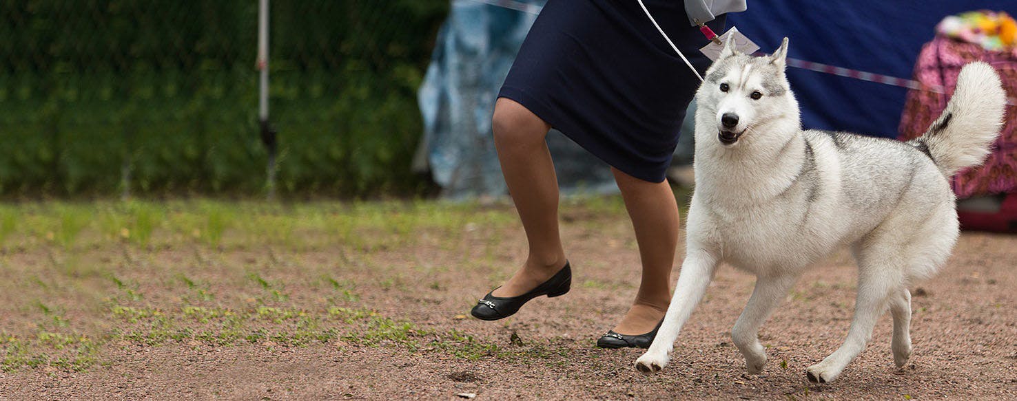 How to Train a Husky to Walk Beside You 