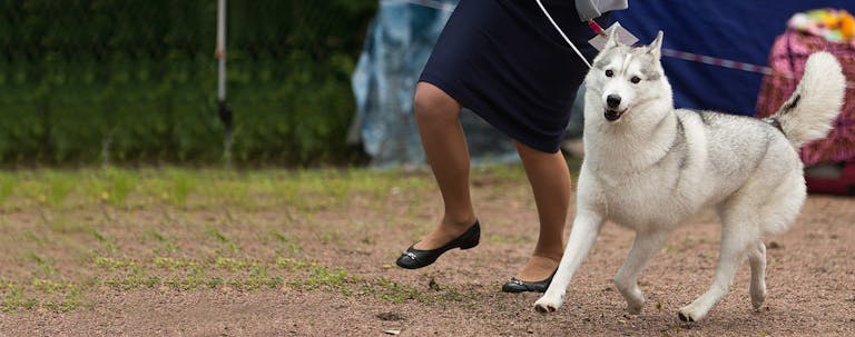 How to Train a Husky to Walk Beside You