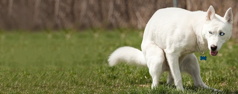 How to Train a Husky Where to Poop