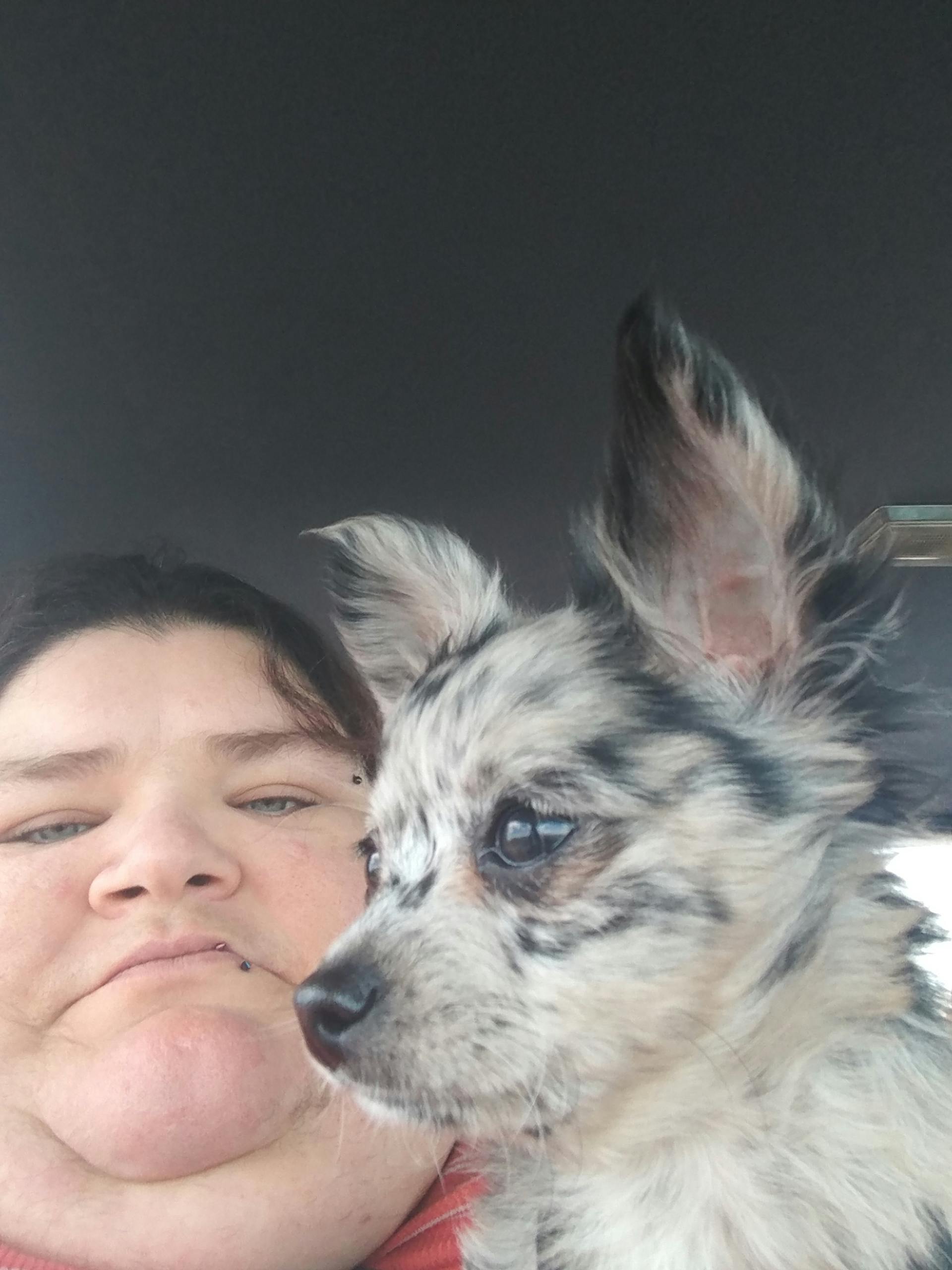 How To Train A Hyper Chihuahua To Calm Down Wag