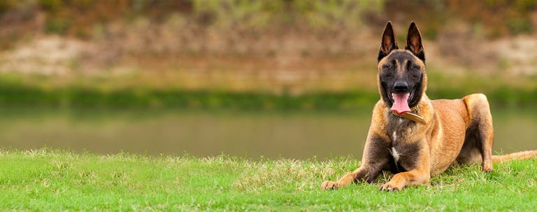 How to Train a Hyper Dog to Calm Down