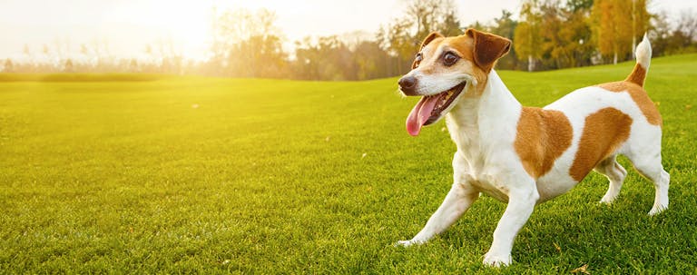 How to Train a Jack Russell Terrier to Come when Called