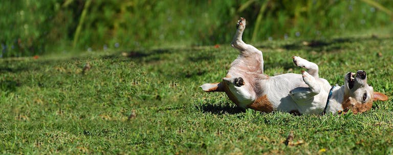 How to Train a Jack Russell Terrier to Roll Over How to Train a Jack Russell Terrier to Roll Over