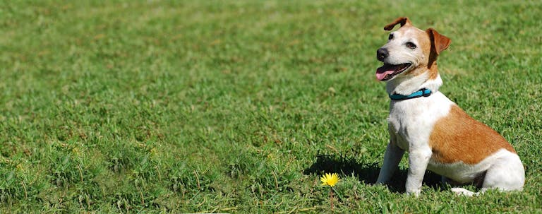 How to Train a Jack Russell Terrier to Sit