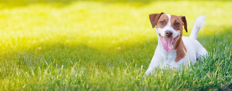 How to Train a Jack Russell Terrier to Stay