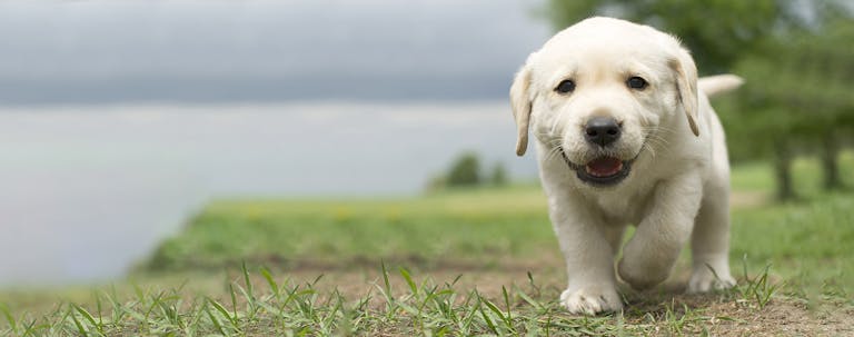 How to Train a Labrador Puppy to Come