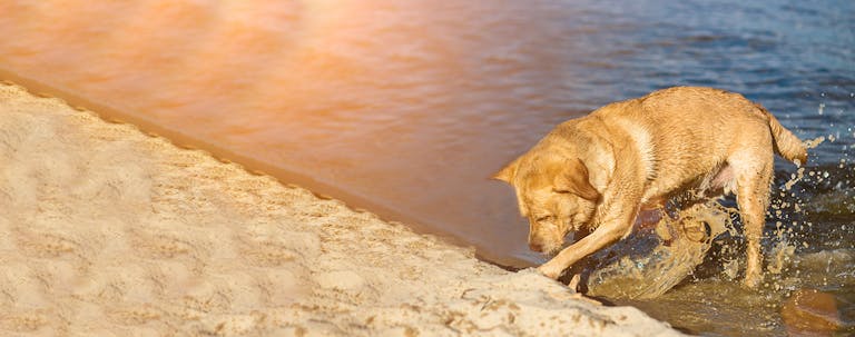 How to Train a Labrador Puppy to Not Dig