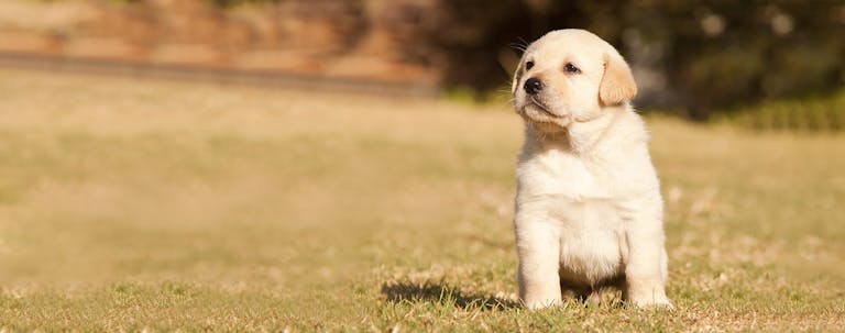 How to Train a Labrador Puppy to Sit