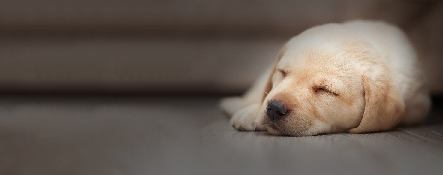 how many hours a day does a labrador sleep