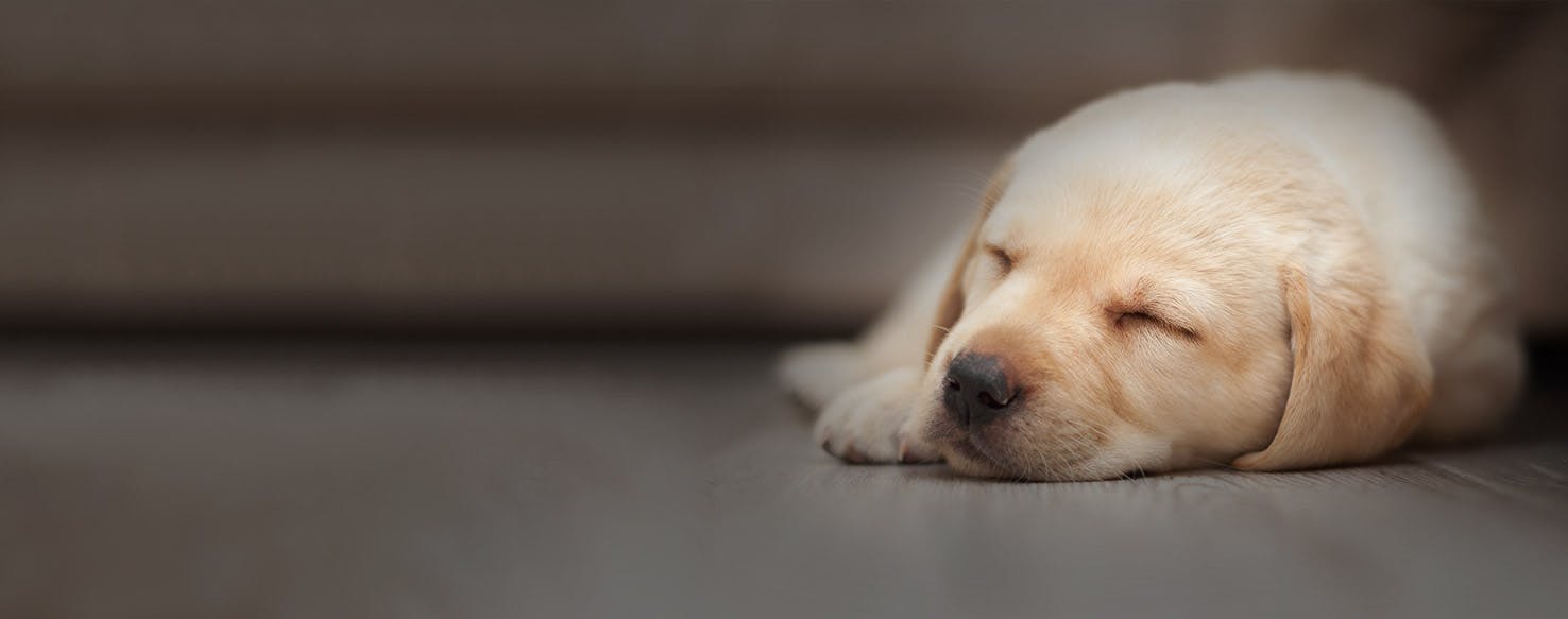 when can lab puppies sleep through the night