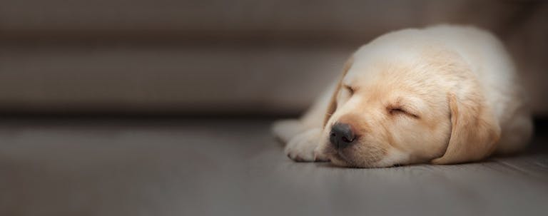 How to Train a Labrador Puppy to Sleep Through the Night