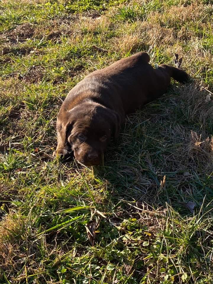 when can lab puppies sleep through the night