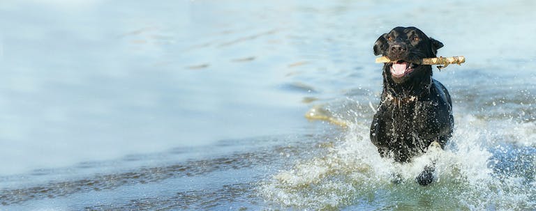 How to Train a Labrador Retriever to Fetch