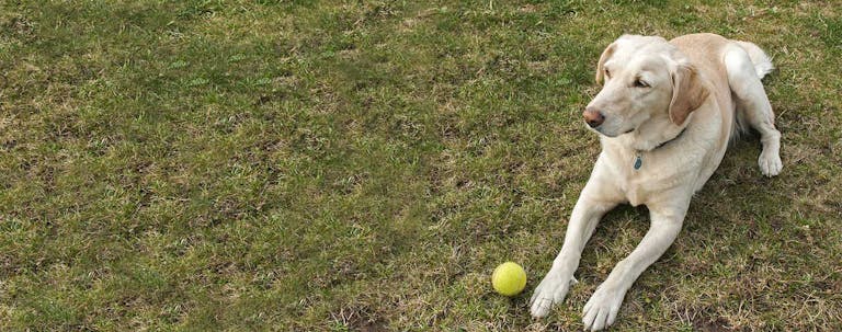 How to Train a Labrador Retriever to Not Bite How to Train a Labrador Retriever to Not Bite