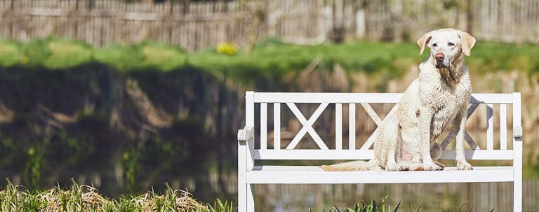 How to Train a Labrador Retriever to Not Jump How to Train a Labrador Retriever to Not Jump