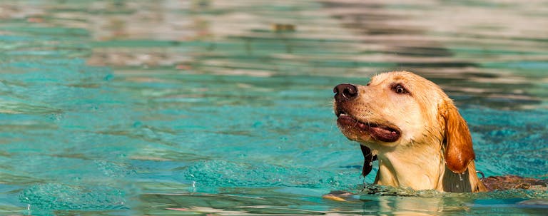 How to Train a Labrador Retriever to Swim