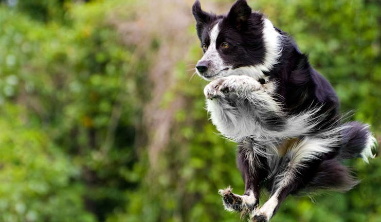 How to Train a Large Dog to Not Jump