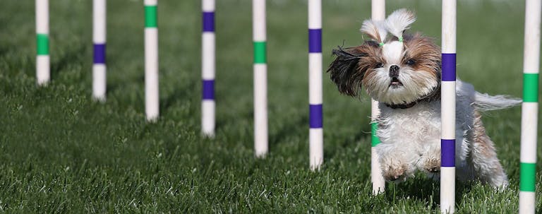 How to Train a Lhasa Apso Easy Tricks