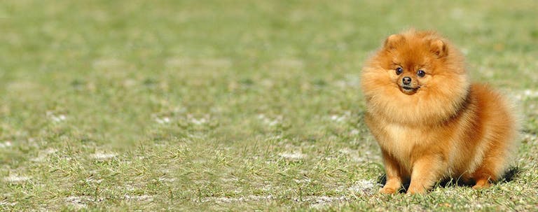 How to Train a Miniature Pomeranian