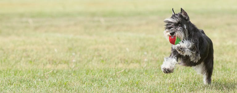 How to Train a Miniature Schnauzer Advanced Tricks