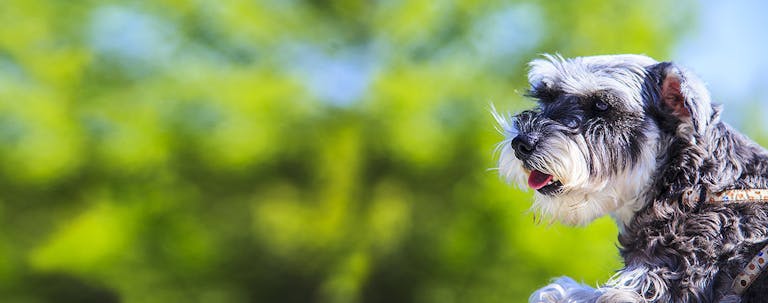 How to Train a Miniature Schnauzer to Not Bite