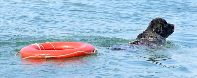 How to Train a Newfoundland for Water Rescue