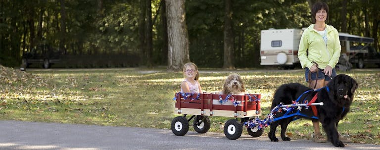 How to Train a Newfoundland to Pull a Cart