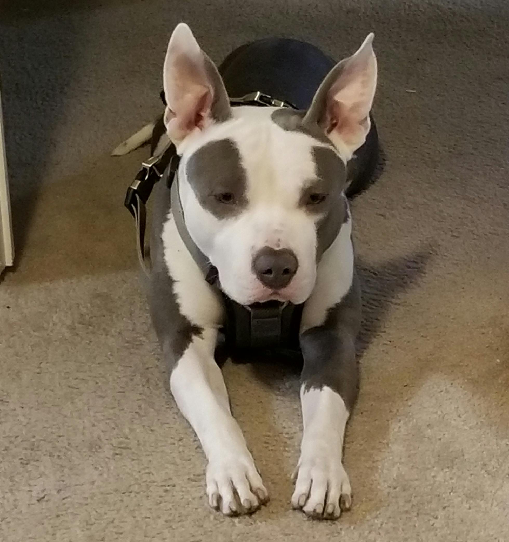 how to train a pit bull puppy to listen
