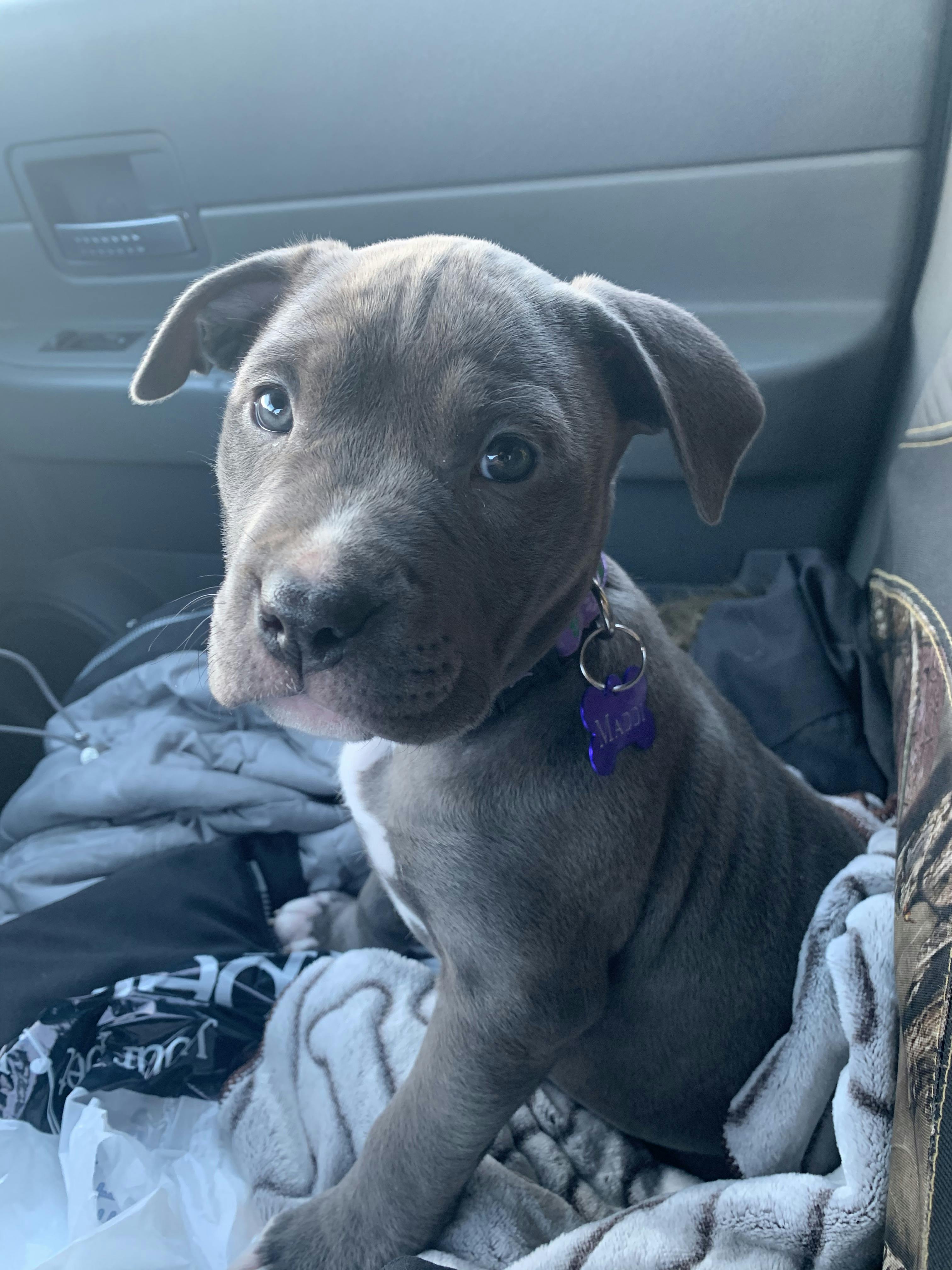 how to train a pit bull puppy to listen