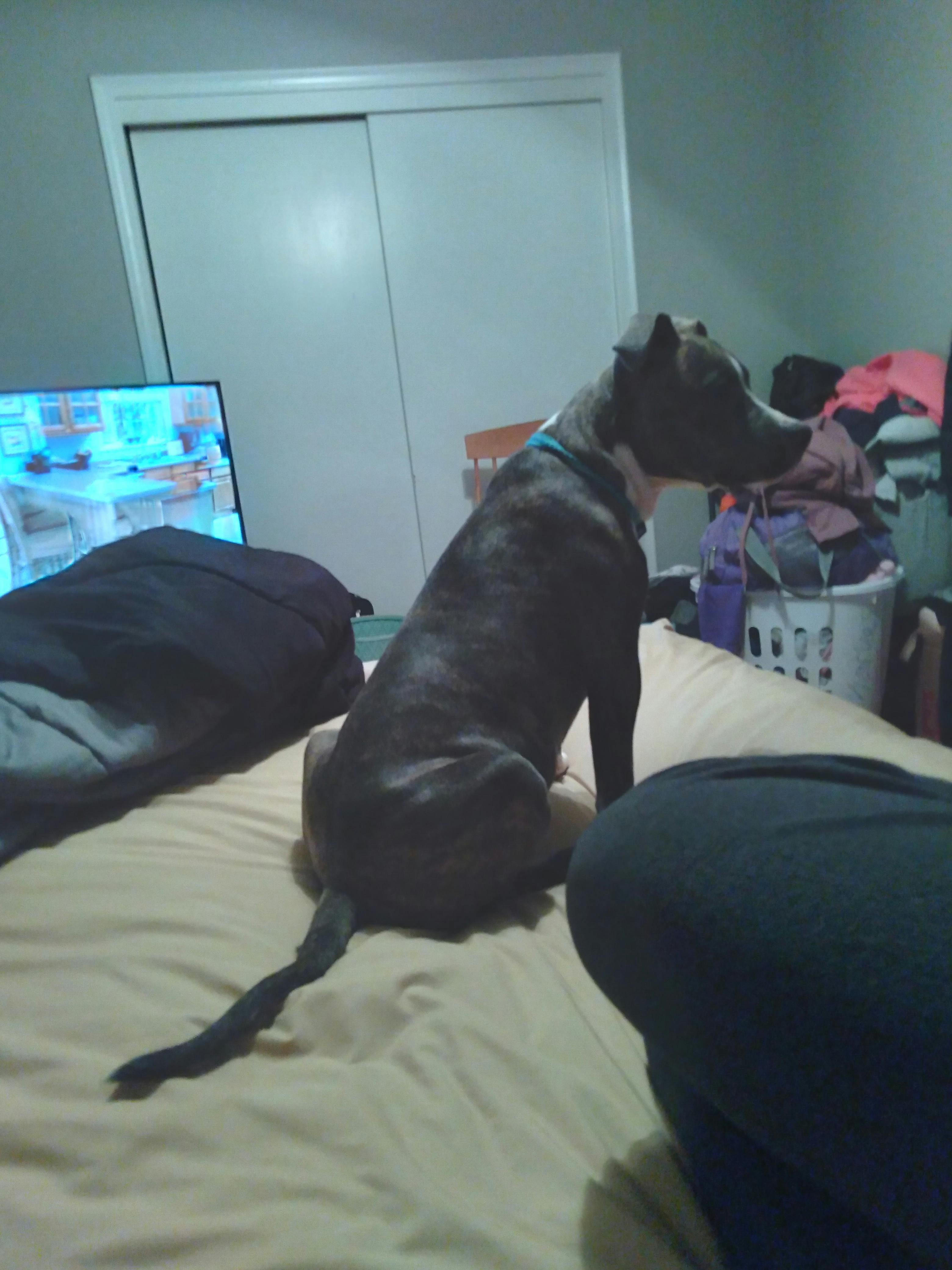 how to train a pit bull puppy to listen