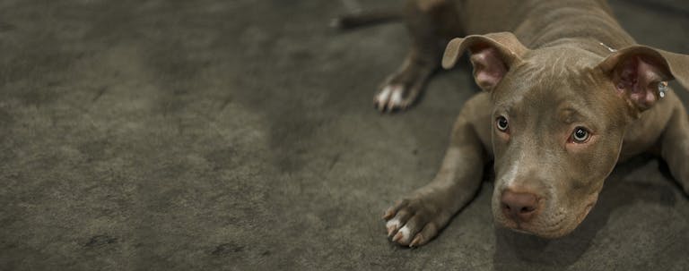 How to Train a Pit Bull Puppy to Not Bark