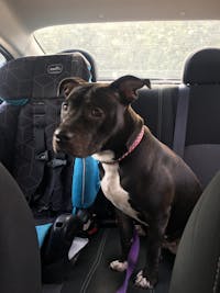 how to train a pitbull puppy to protect