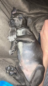 how to train a pitbull puppy to protect