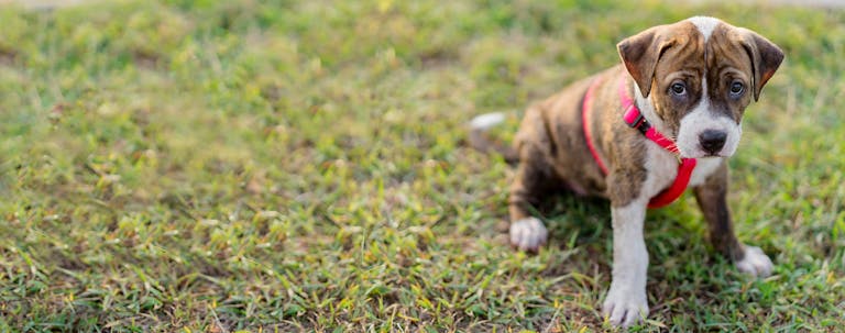 How to Train a Pit Bull Puppy to Sit