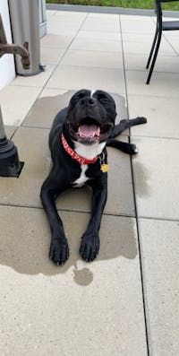 pit bull to get along with other dogs