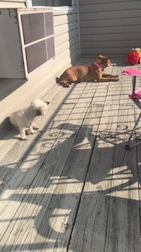 pit bull to get along with other dogs