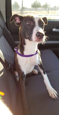 pit bull to get along with other dogs