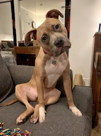 pit bull to get along with other dogs