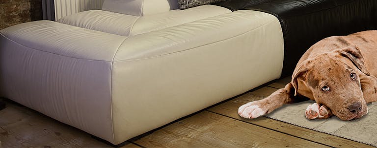 How to Train a Pit Bull to Stay off the Couch How to Train a Pit Bull to Stay off the Couch