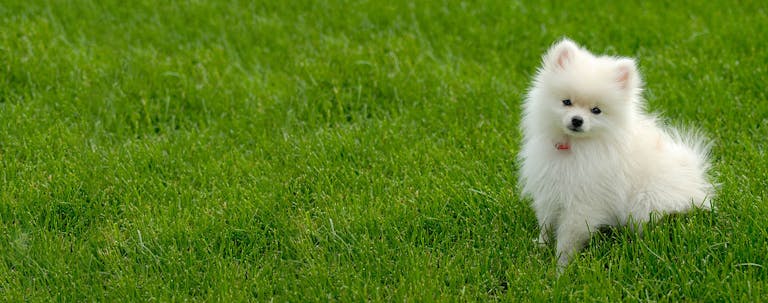How to Train a Pomeranian Puppy to Not Bark