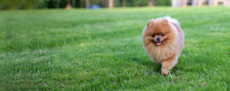 How to Train a Pomeranian to Come